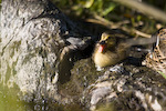 Mallard Duckling